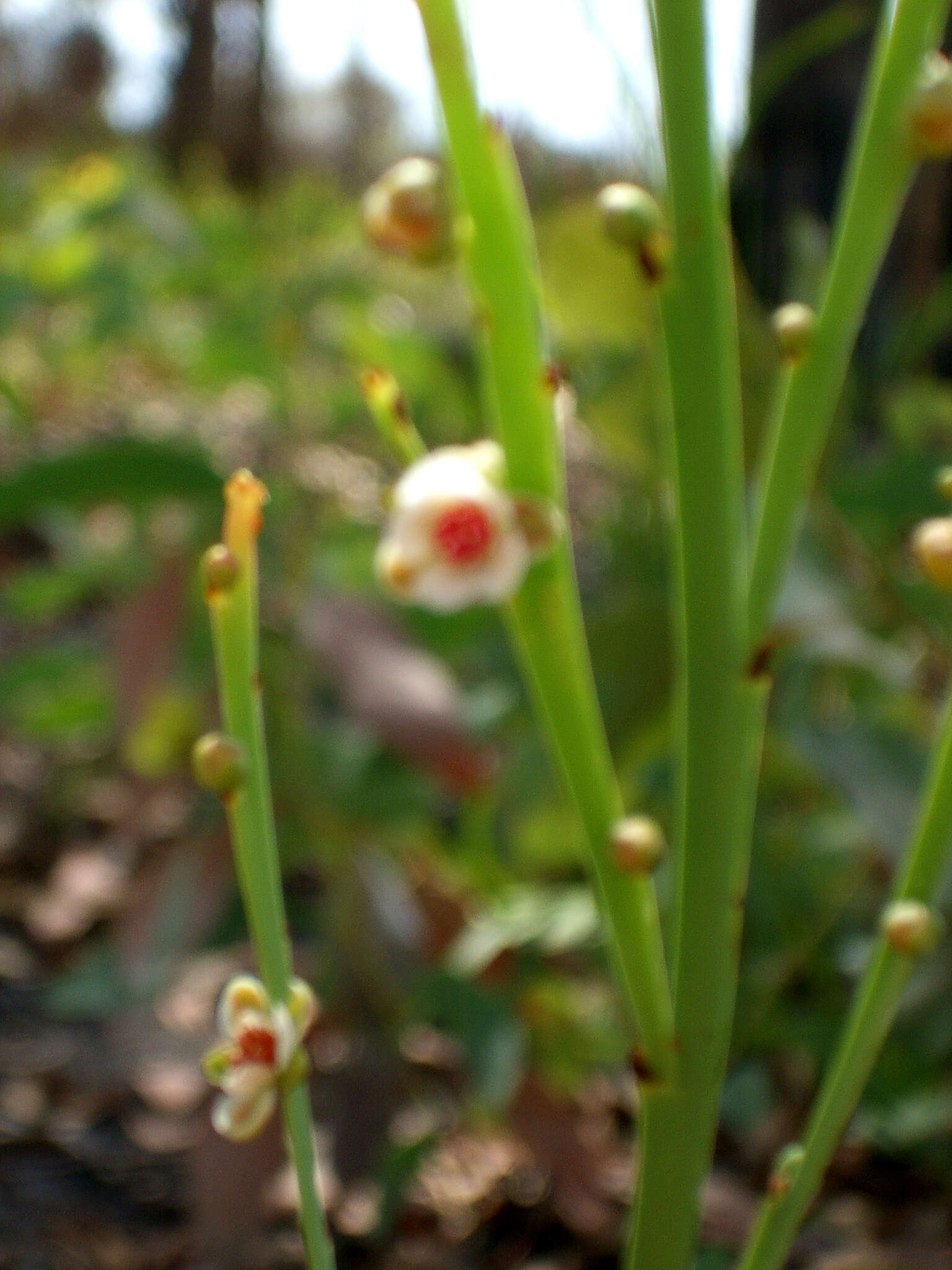 Image de Hibbertia persquamata subsp. persquamata