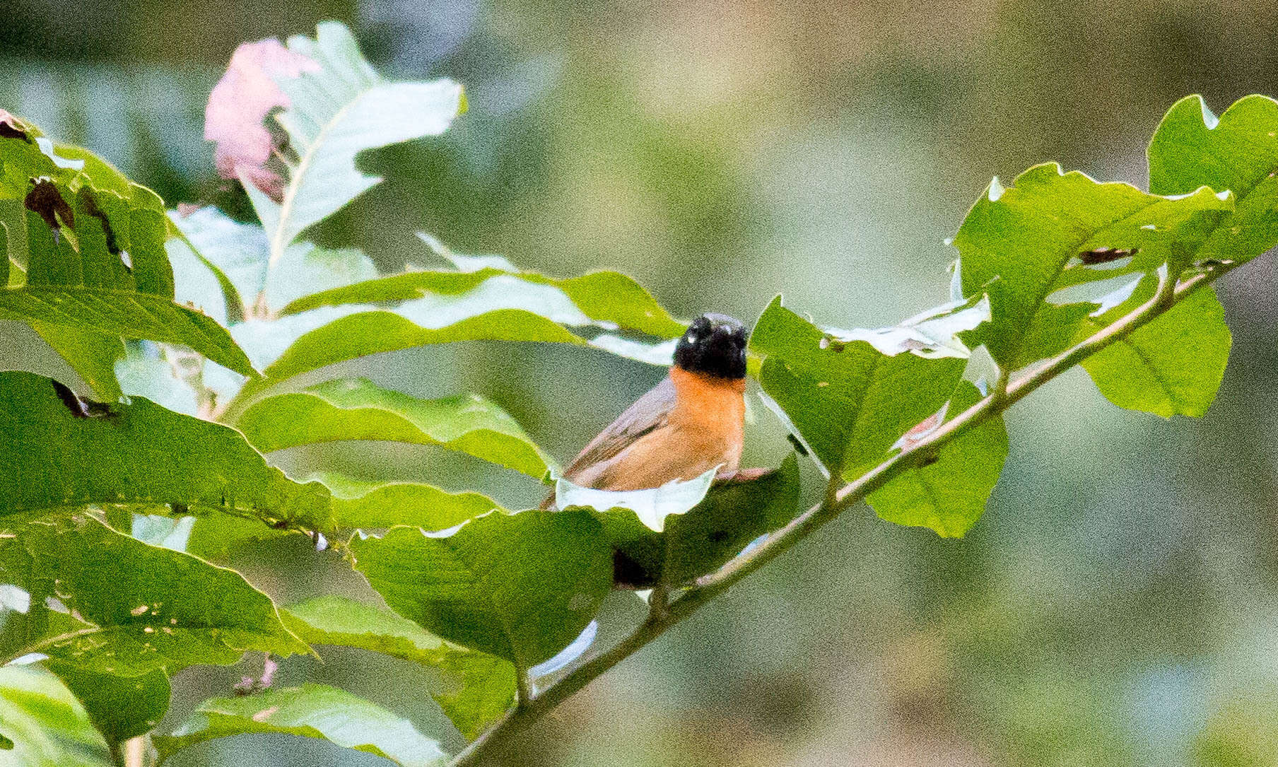 صورة Sphenopsis melanotis (Sclater & PL 1855)