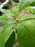 Image of Cranefly