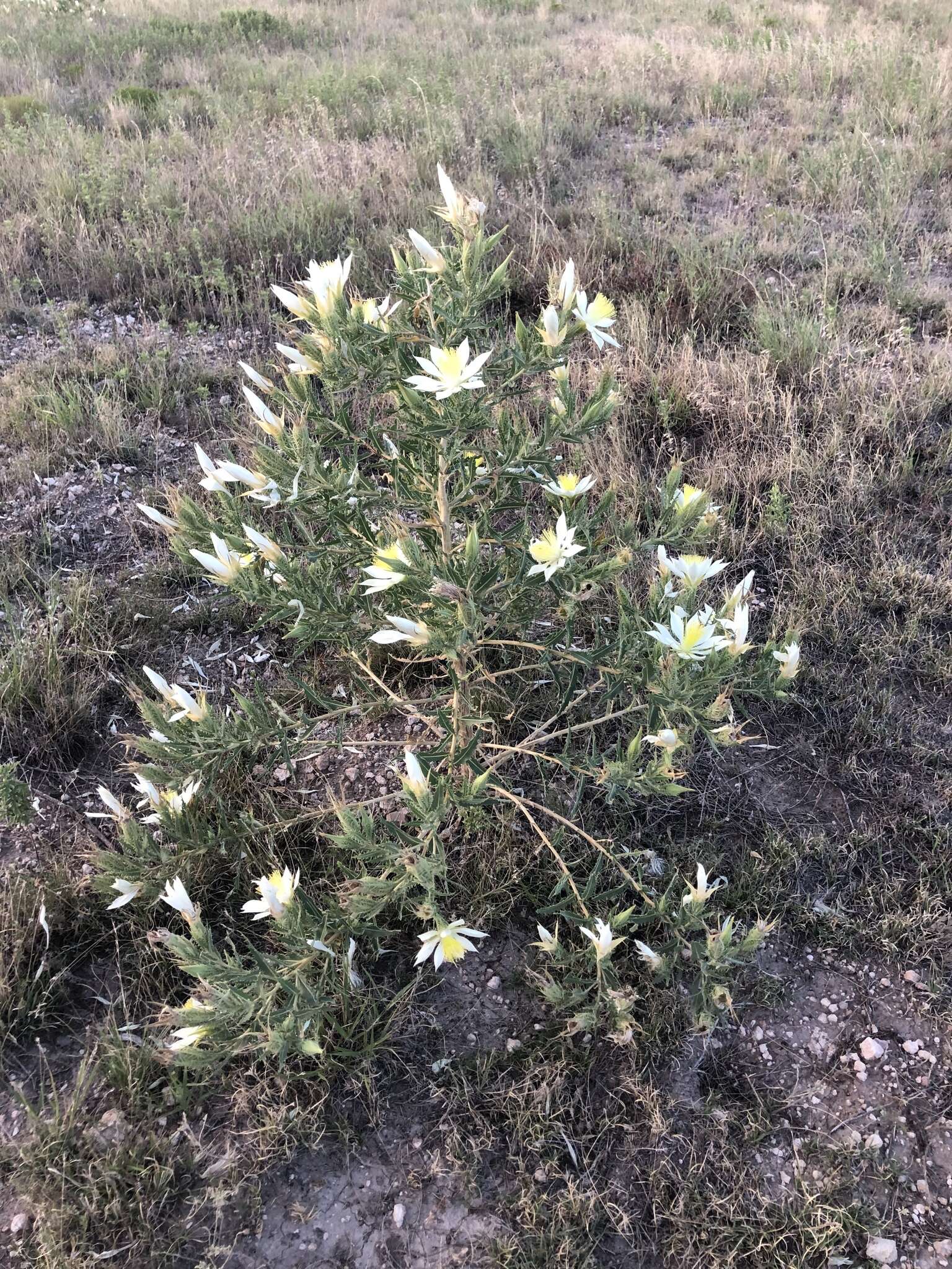 Image of tenpetal blazingstar