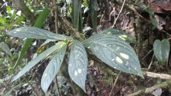 Image of Columnea sanguinea (Pers.) Hanst.