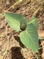 Imagem de Asclepias cordifolia (Benth.) Jepson