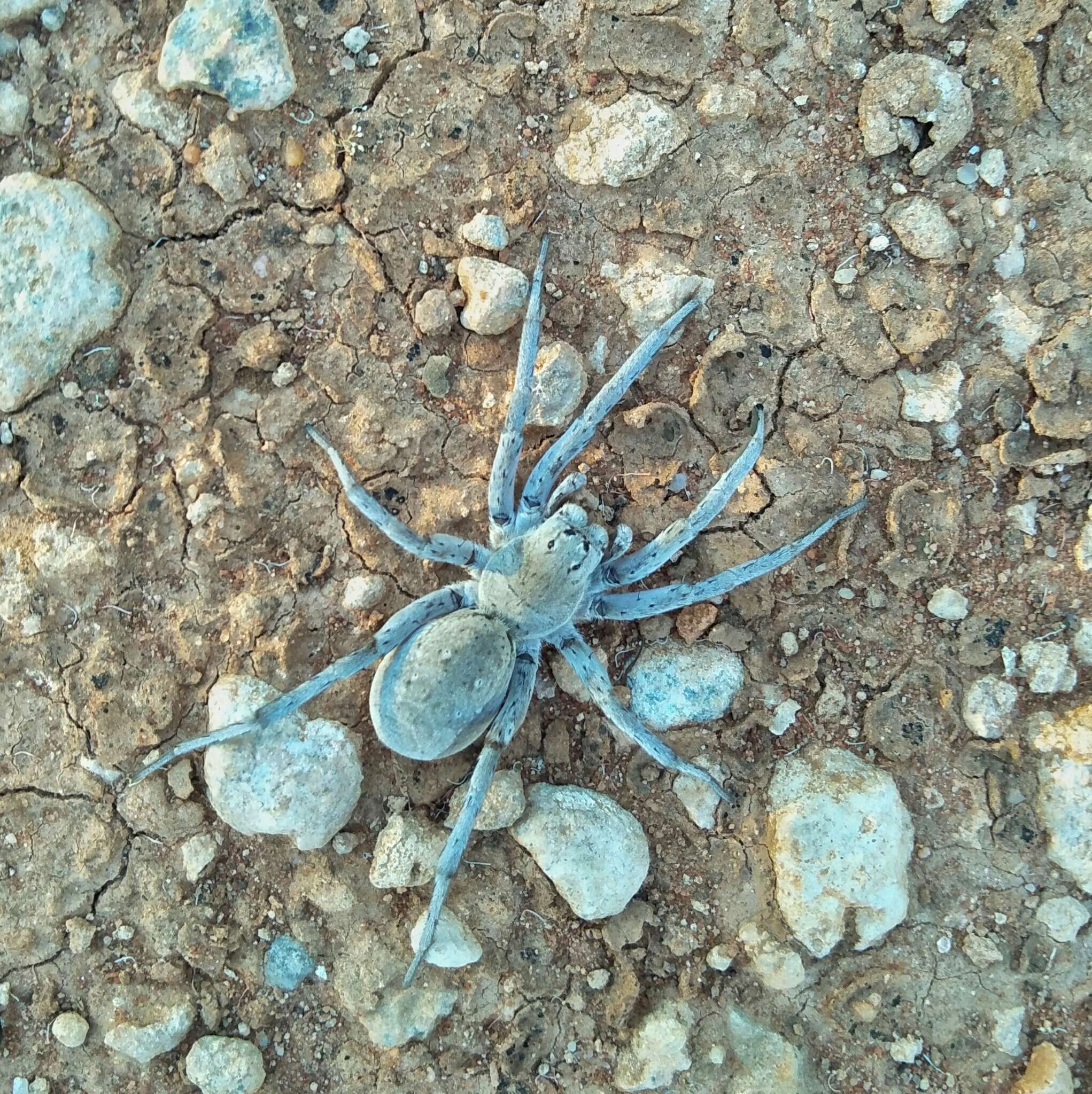 Image of Portacosa cinerea Framenau 2017