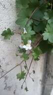 Image of Ivy-leaved Toadflax