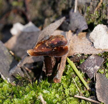 Image of Coltricia australica L. W. Zhou, Tedersoo & Y. C. Dai 2013