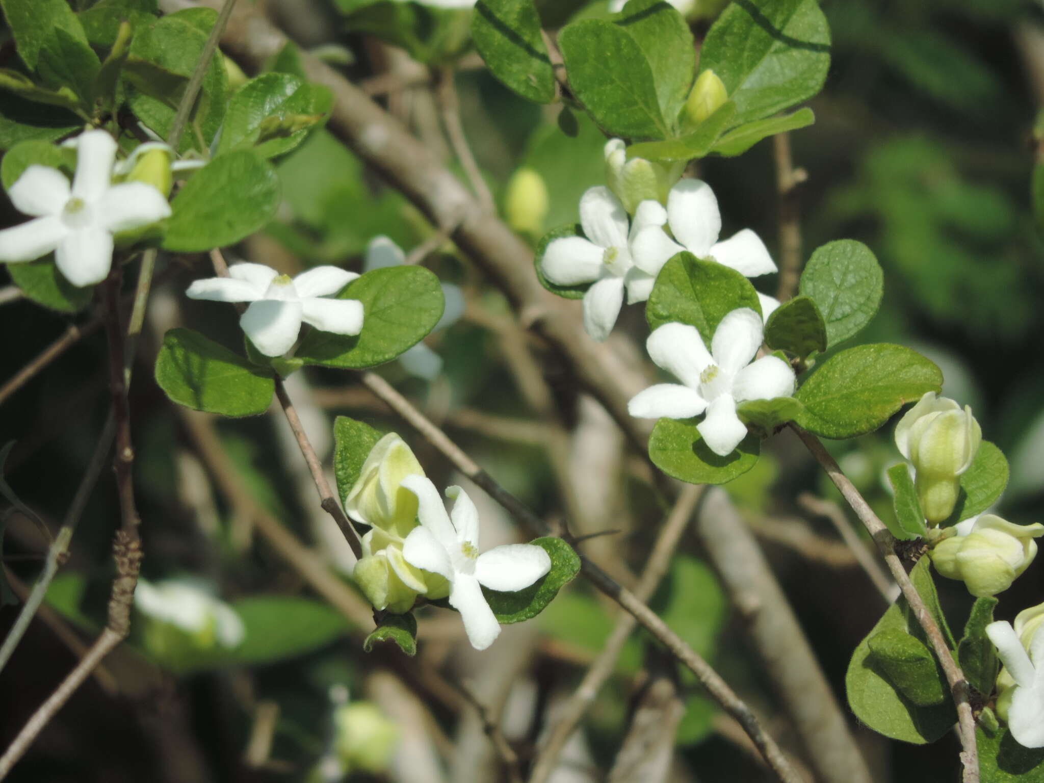 Image of Casearia yucatanensis (Standl.) T. Samar. & M. H. Alford