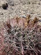 Image of Ferocactus gracilis subsp. gatesii (G. E. Linds.) N. P. Taylor