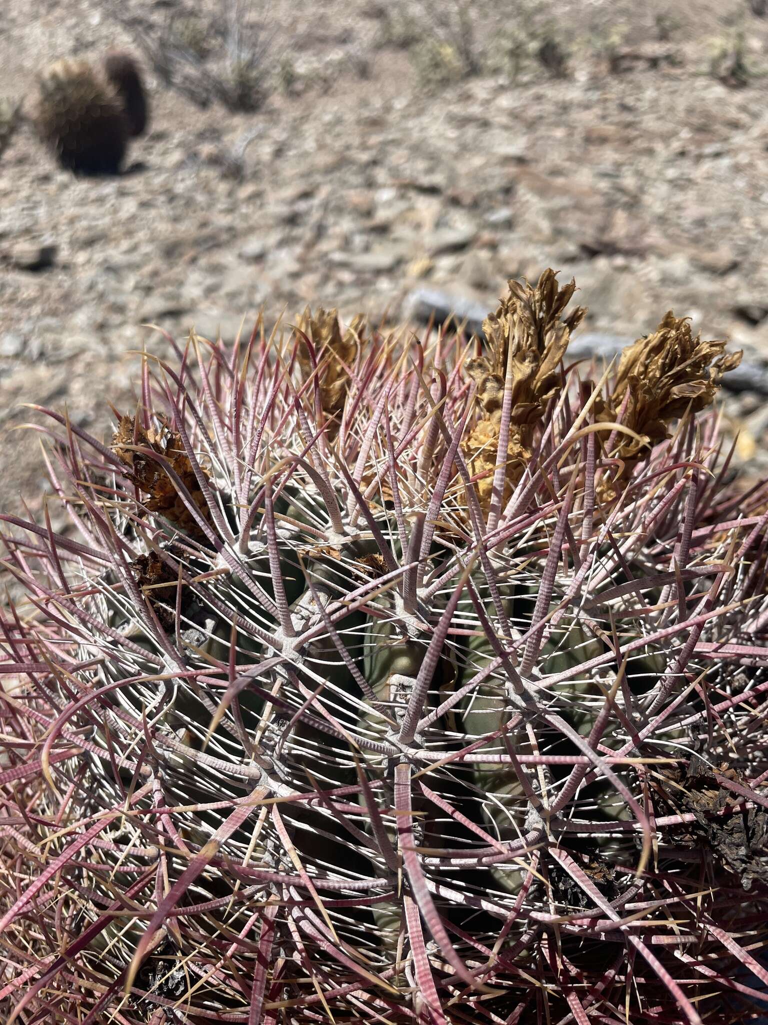 Image of Ferocactus gracilis subsp. gatesii (G. E. Linds.) N. P. Taylor