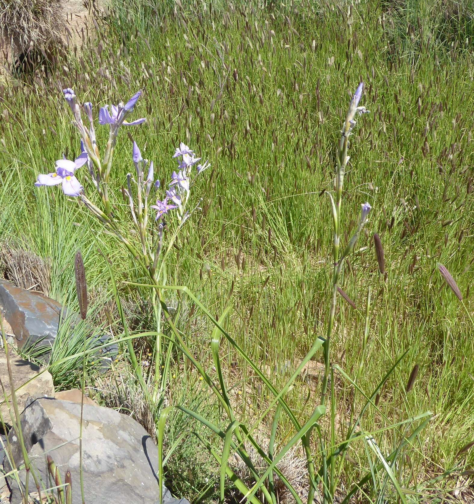 Image of blue-tulip