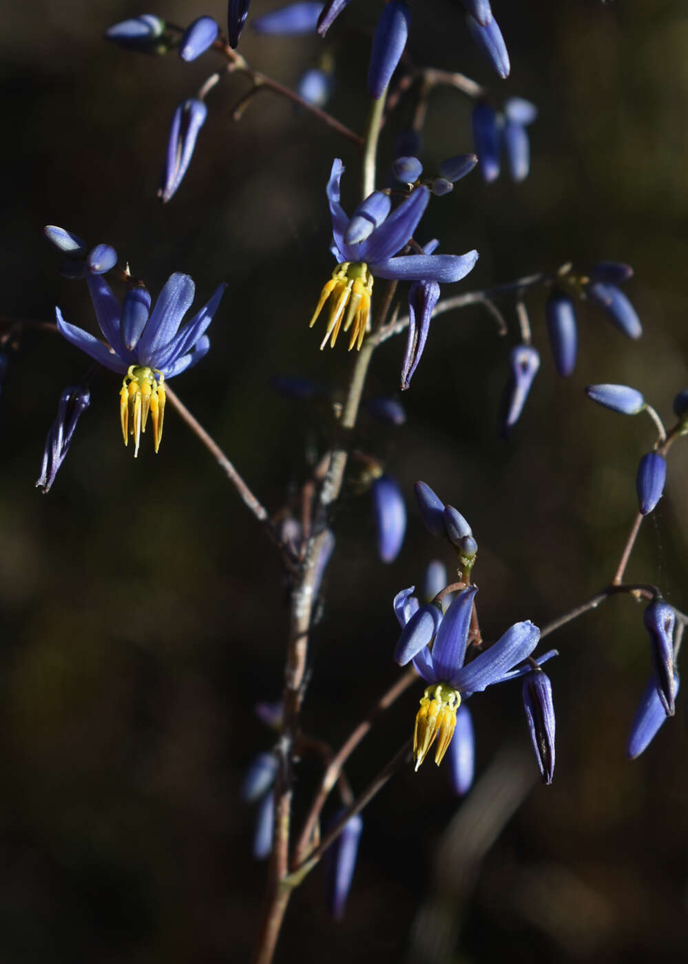 Image of Dianella nervosa R. J. F. Hend.