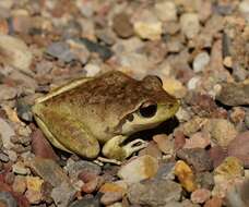 Image of Lesueur's frog