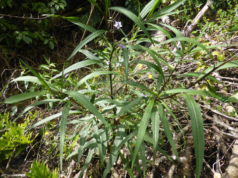 Image of Solanum subgen. Archaesolanum