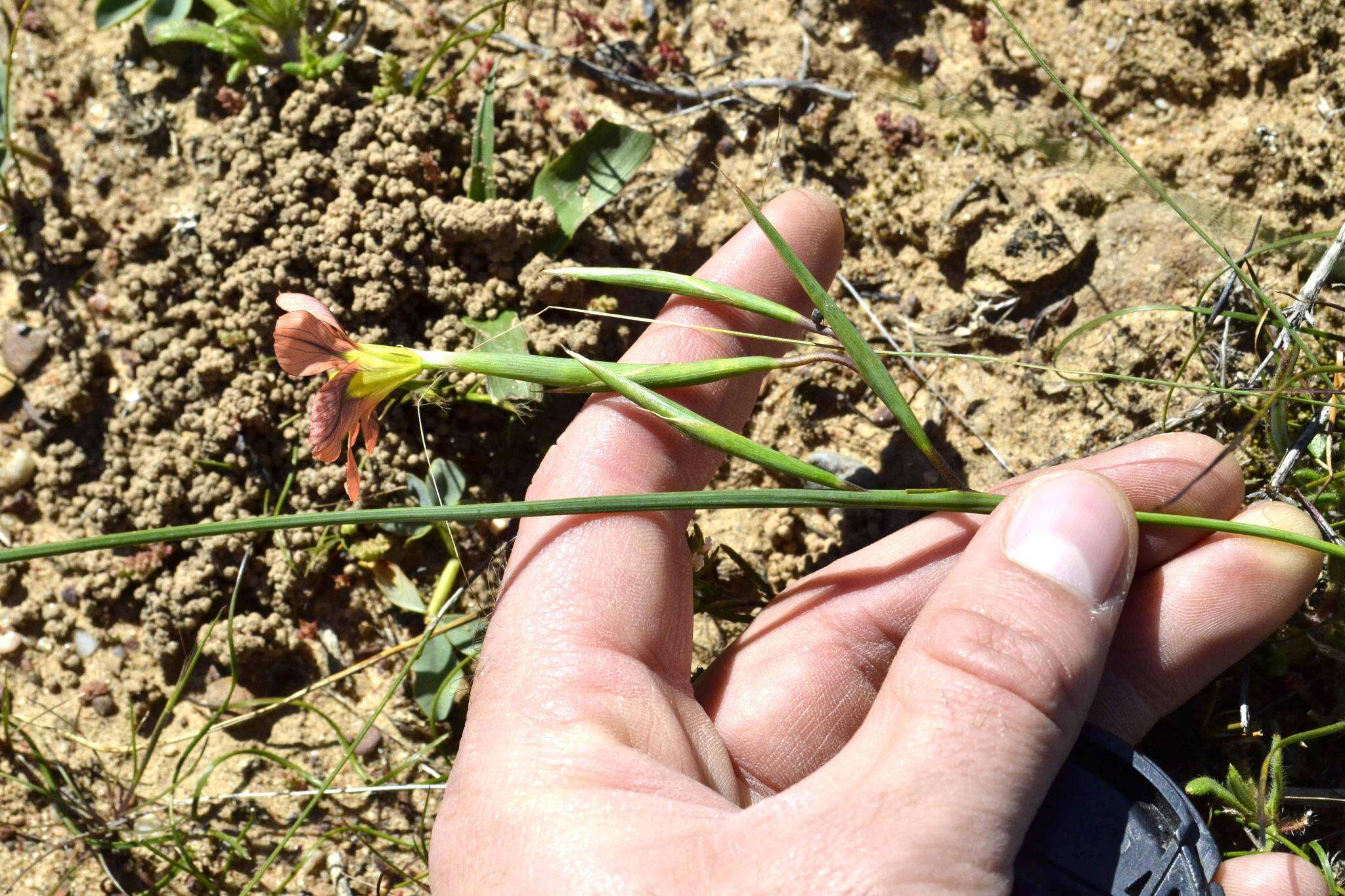 Image of Moraea vallisbelli (Goldblatt) Goldblatt