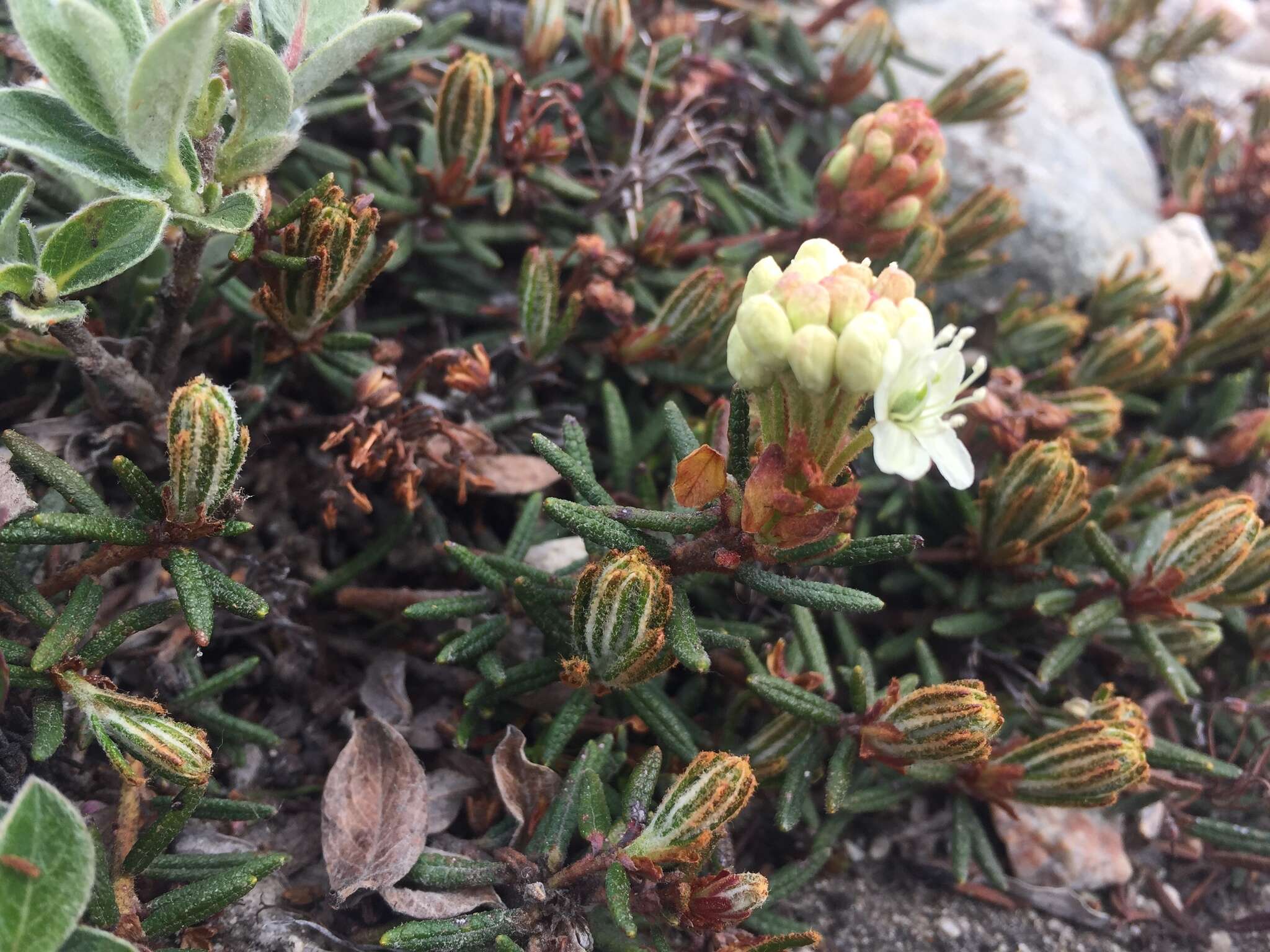 Imagem de Rhododendron tomentosum (Stokes) Harmaja