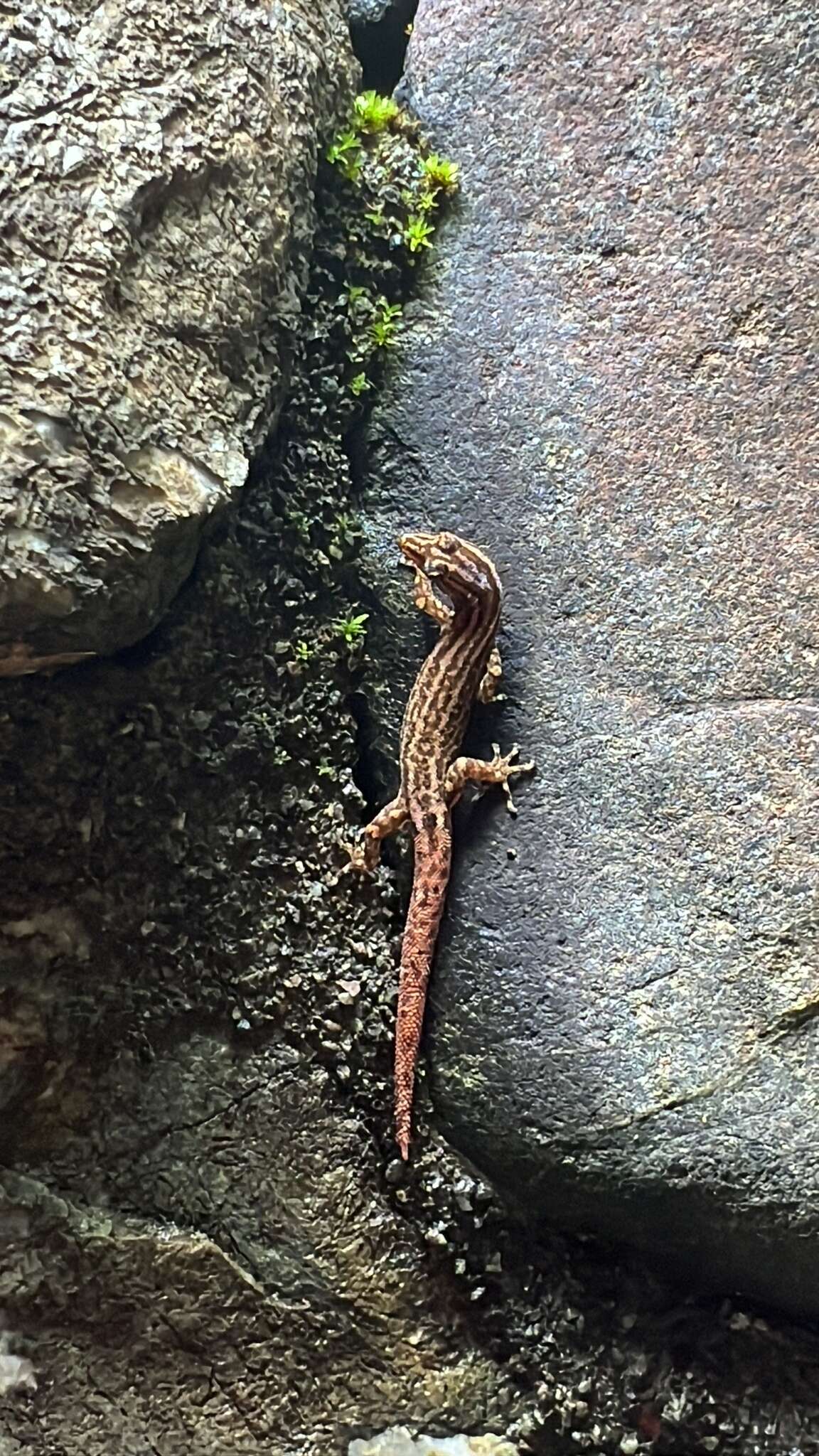 Image of Costa Rica Least GeckO