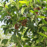 Image of Acacia oraria F. Muell.