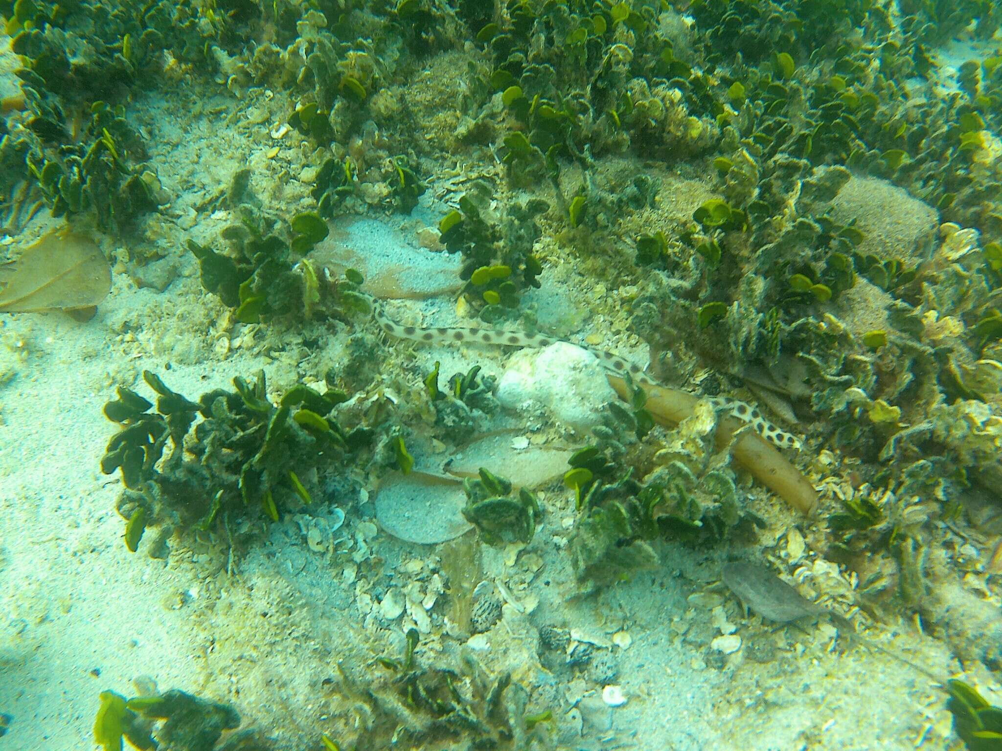 Image of Hawaiian spotted snake eel