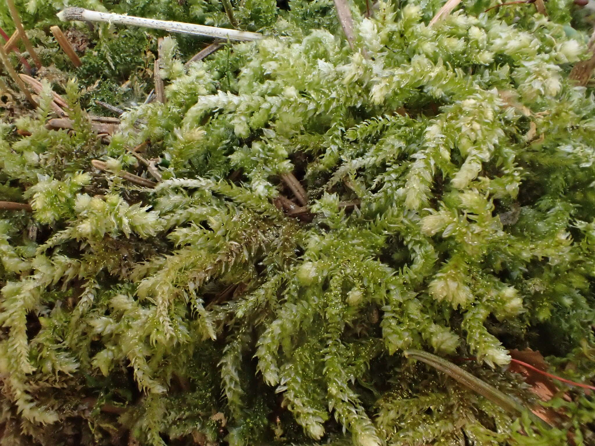 Image of Eurhynchium angustirete T. Koponen 1967