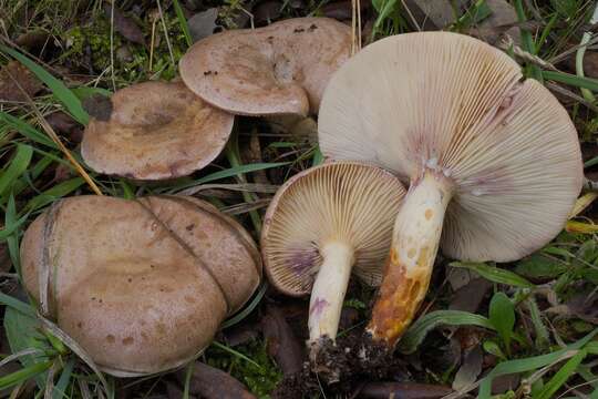 Image of Lactarius luridus (Pers.) Gray 1821