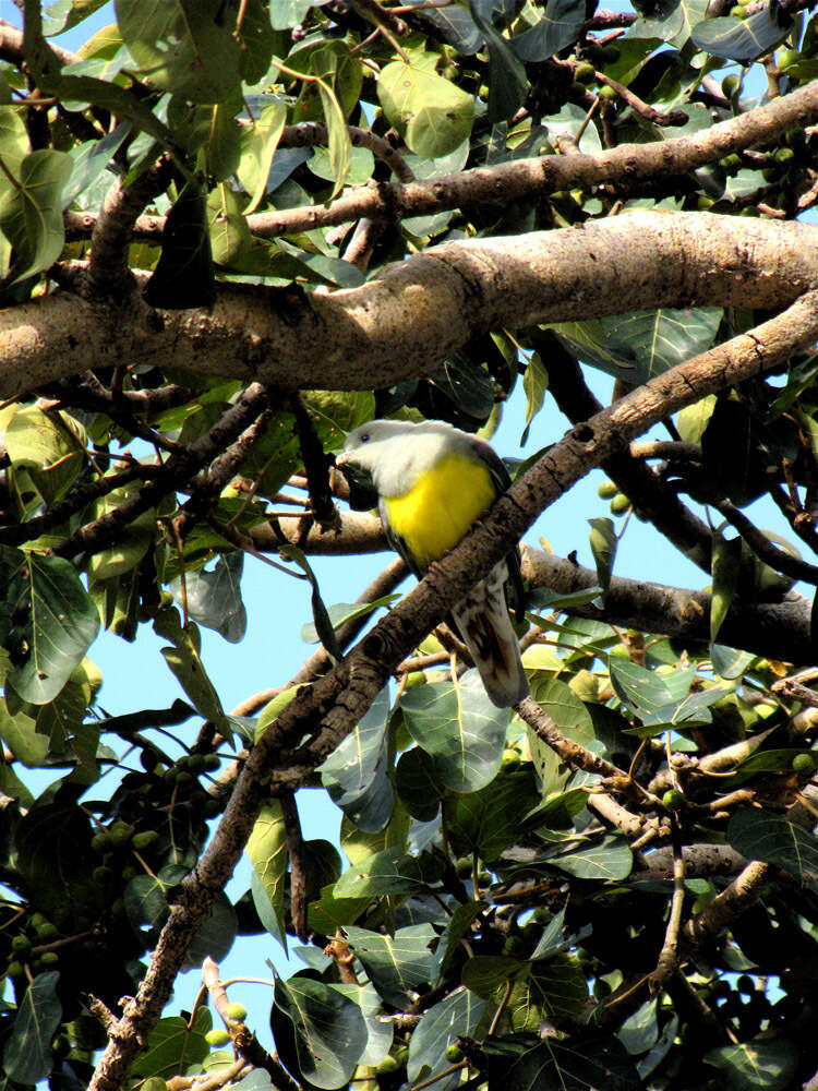 Image of Bruce's Green-Pigeon