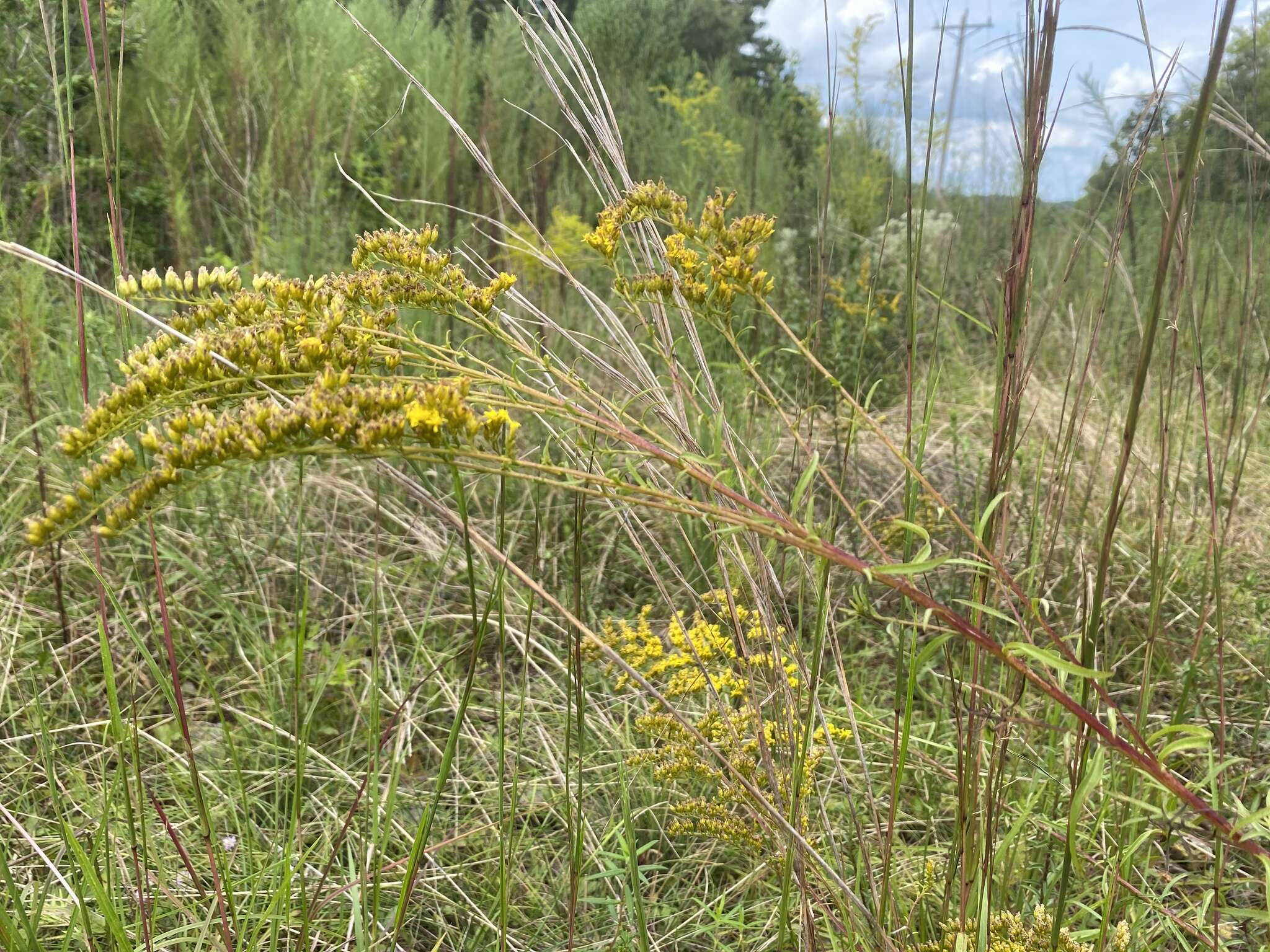 Image of Small's goldenrod