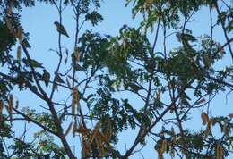 Image of Grey-headed Lovebird