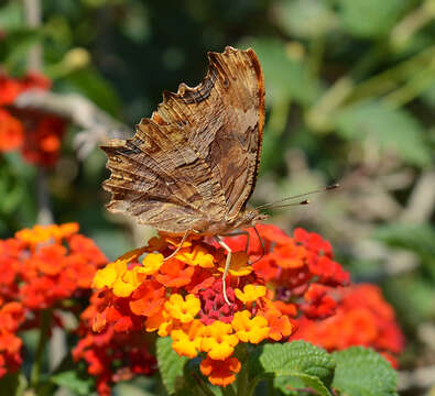 Image of Polygonia egea Cramer 1779