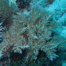 Image of Bottlebrush branching coral