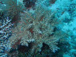 Image of Bottlebrush branching coral