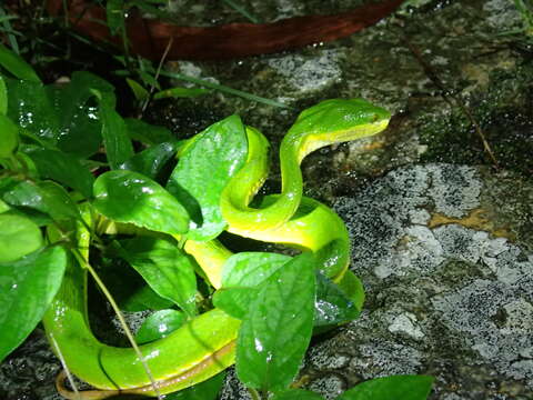 Image of White-lipped Tree Viper