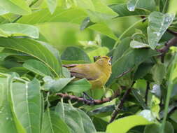 Image of Kirk's White-eye