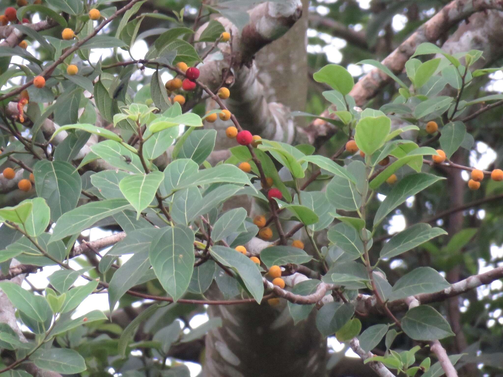 Ficus exasperata Vahl的圖片