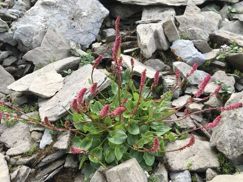 Image of Rumex nivalis Hegetschw.