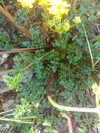 Image of Hall's biscuitroot