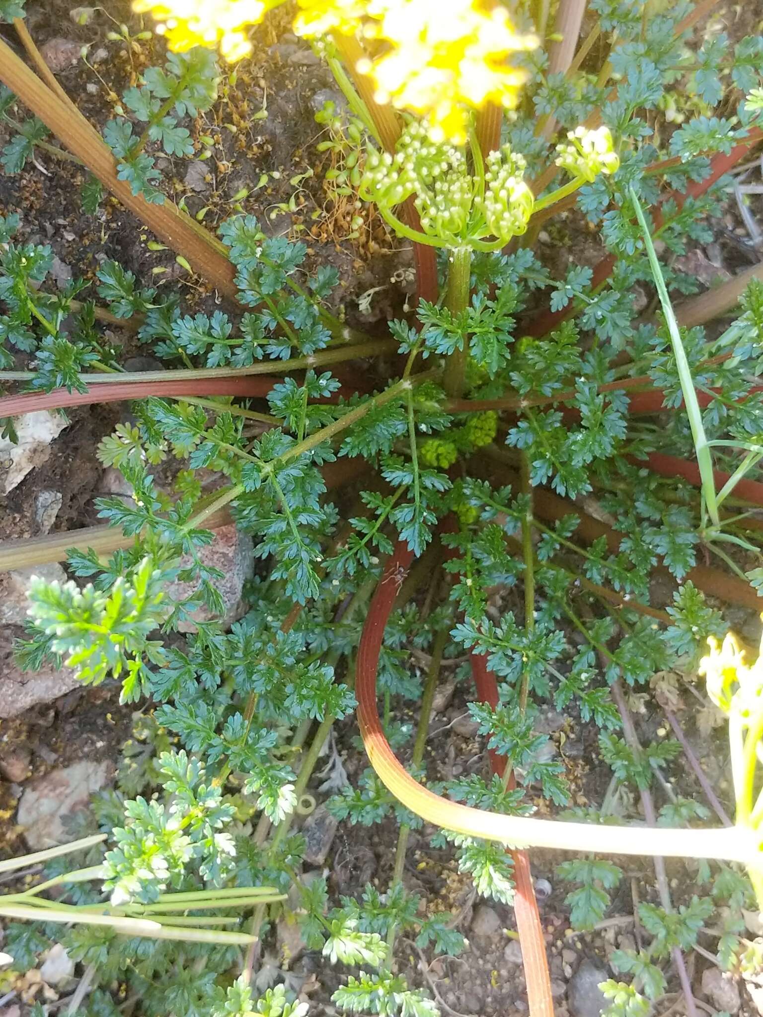 Image of Hall's biscuitroot