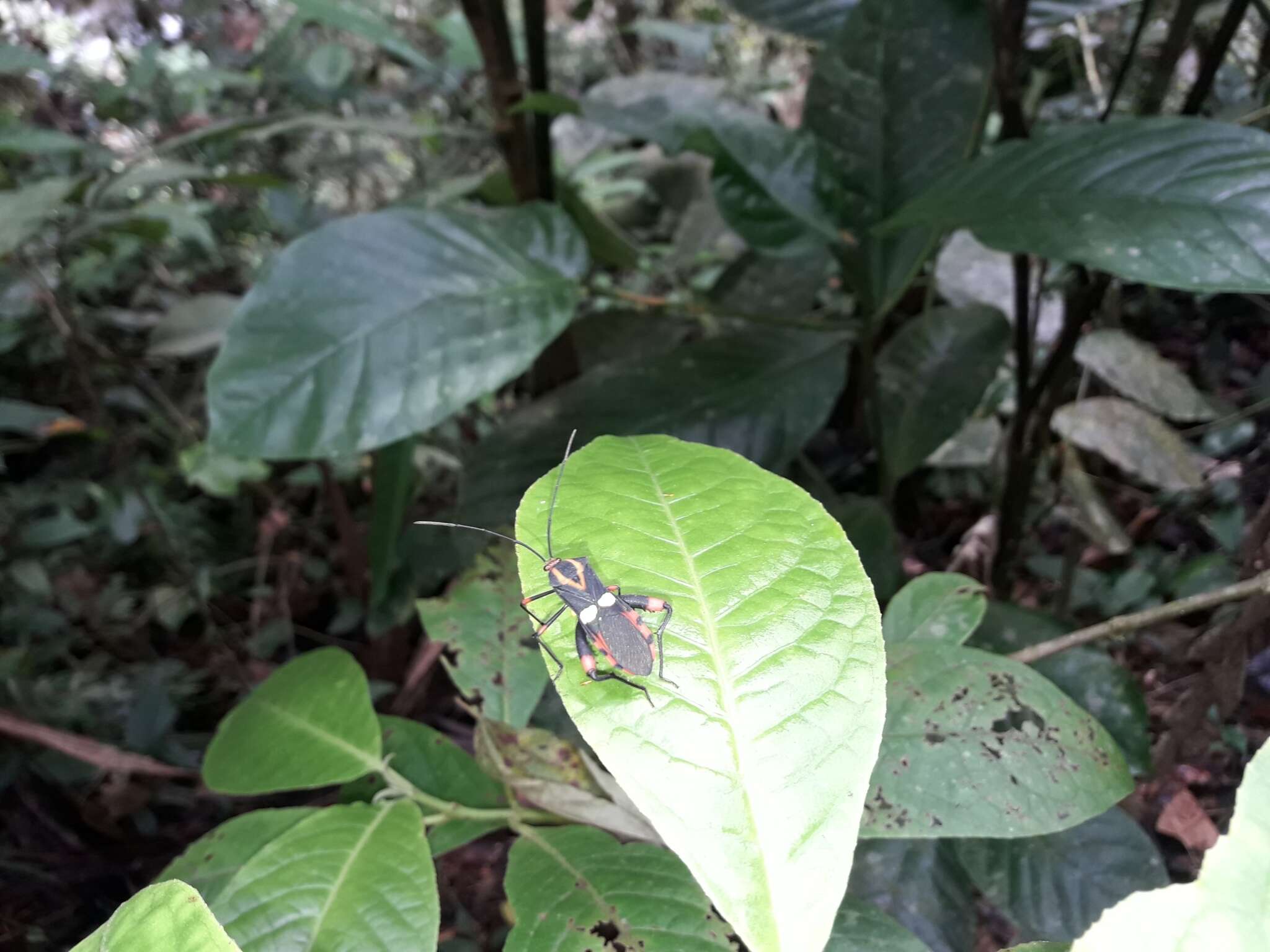 Image of Schaeferocoris ecuadorensis O'Shea 1980