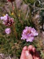 Image of Armeria maderensis Lowe