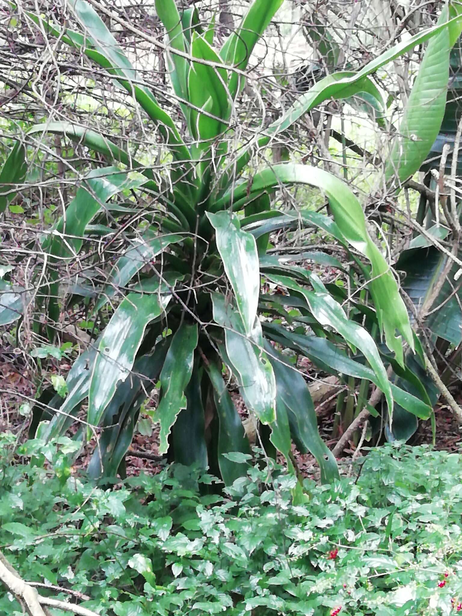 Image of large-leaved dragon tree