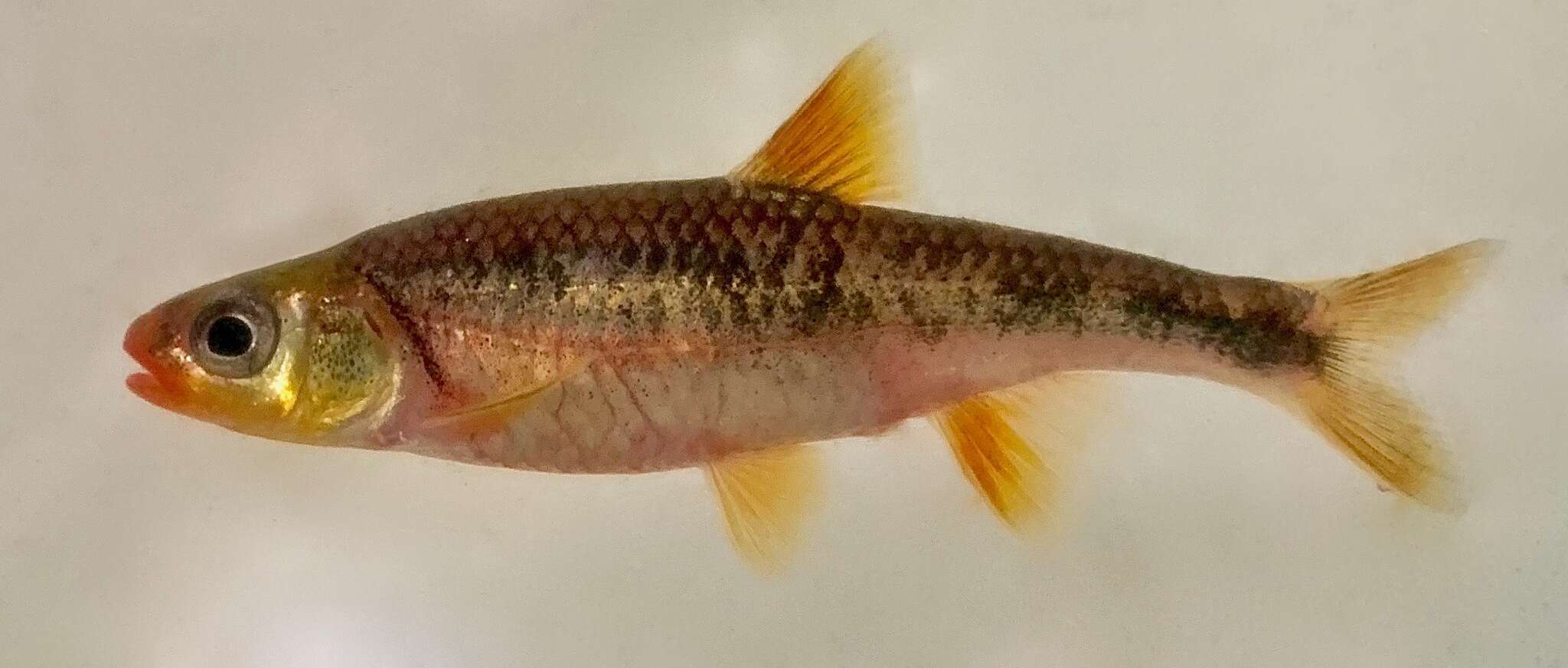 Слика од Notropis chiliticus (Cope 1870)