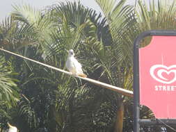 Image of Sulphur-crested Cockatoo