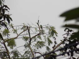 Image of Bearded Bee-eaters
