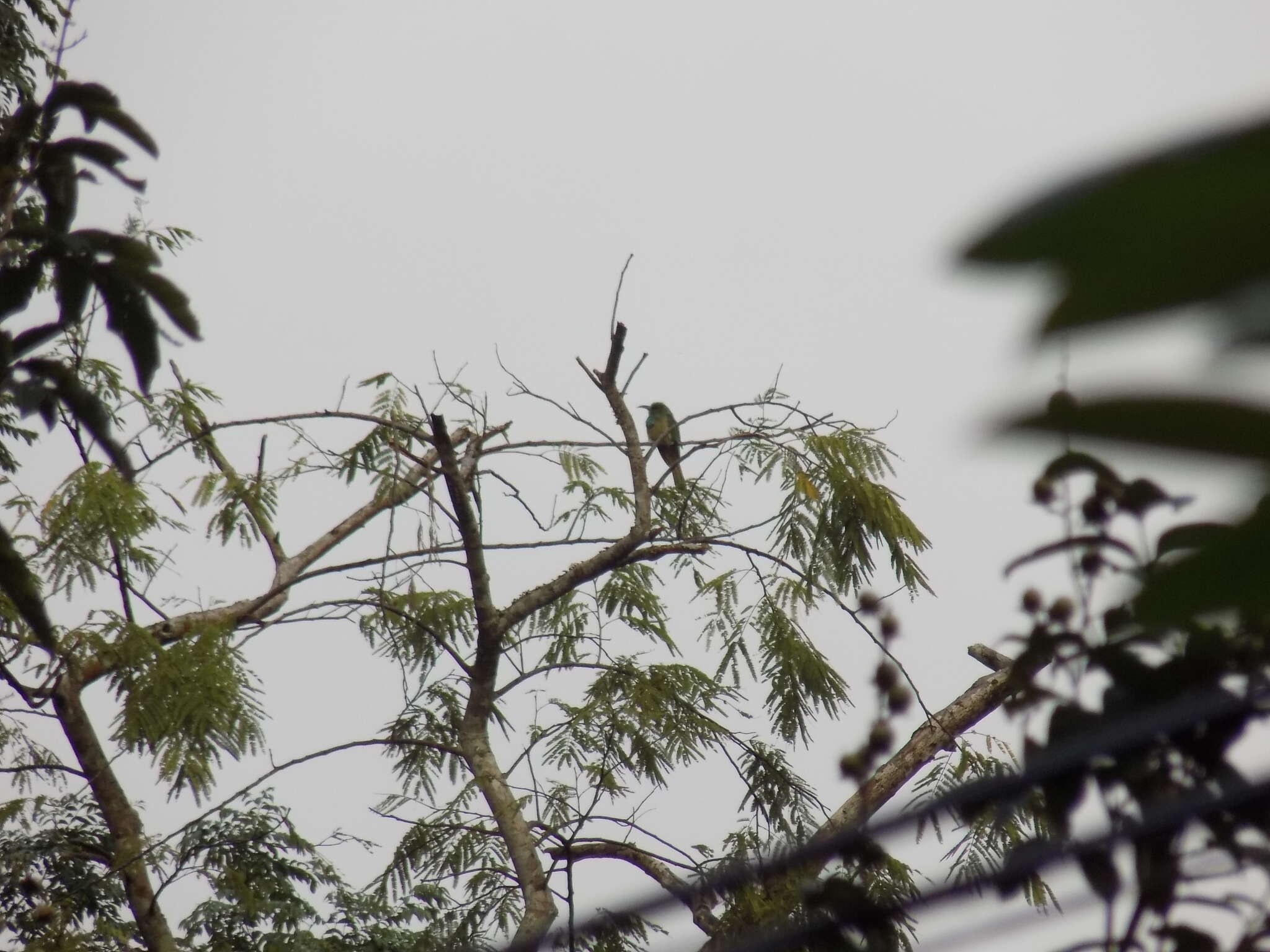 Image of Bearded Bee-eaters