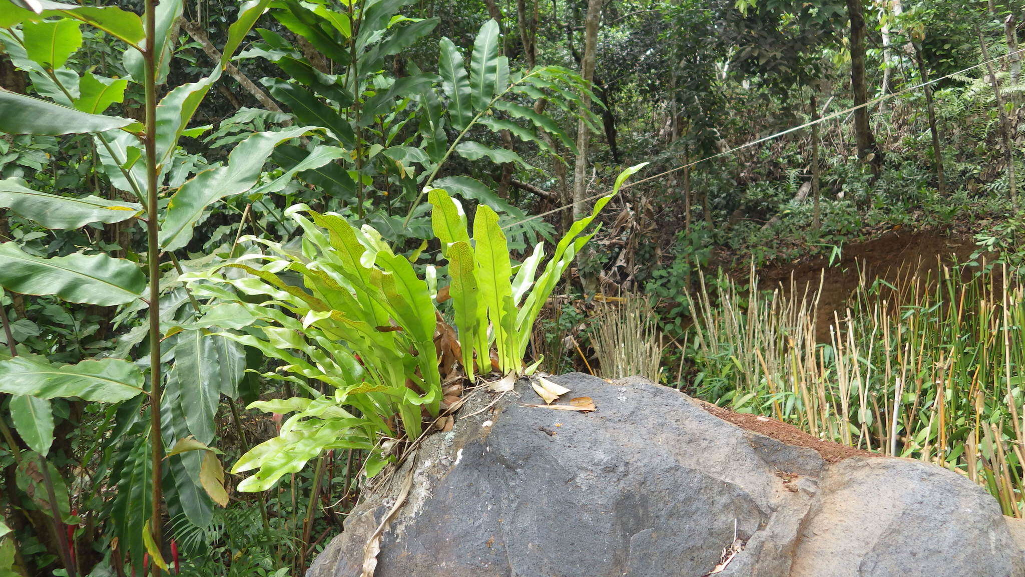 Image of climbing birdsnest fern