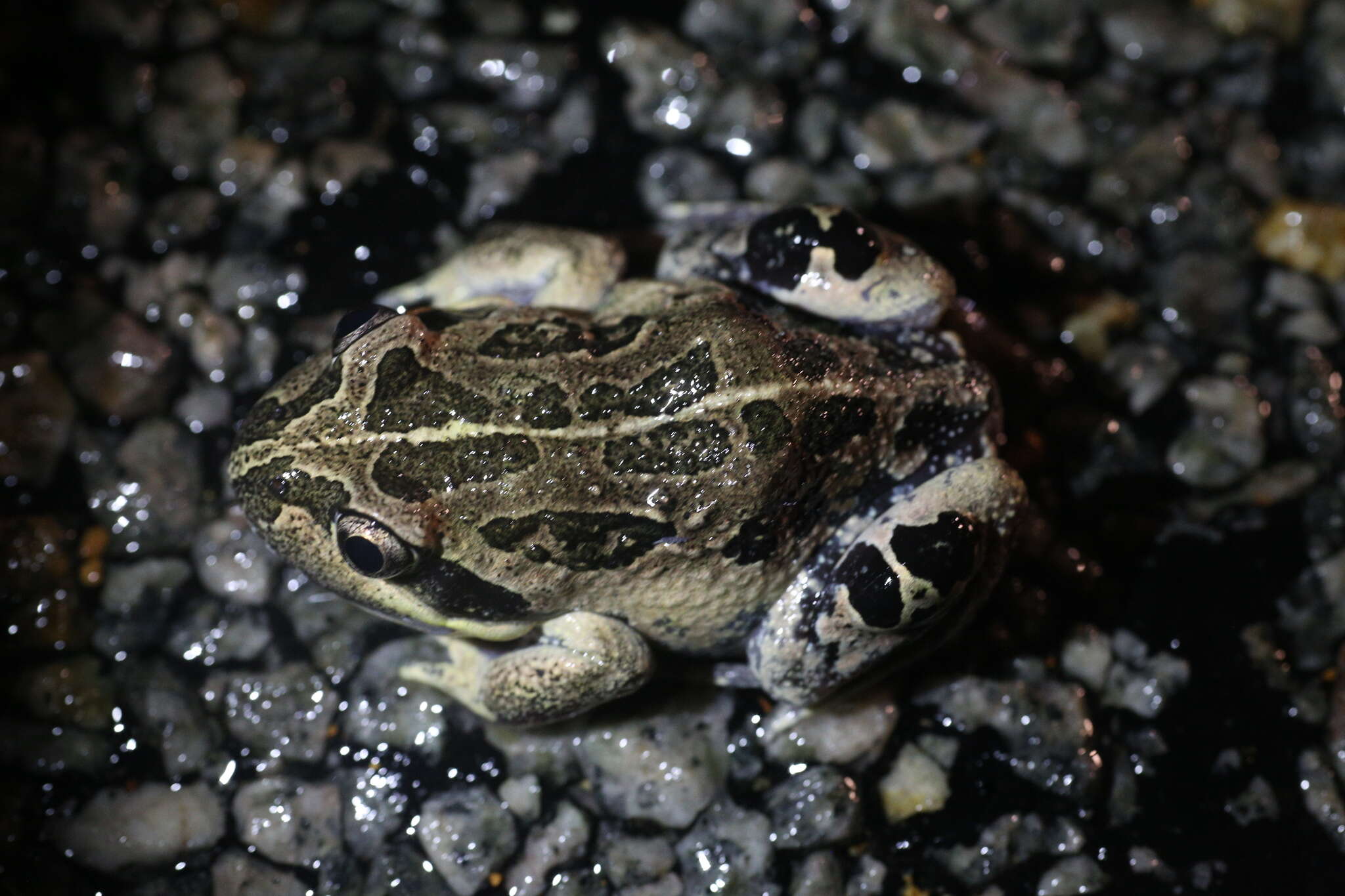 Image of Banjo Frog