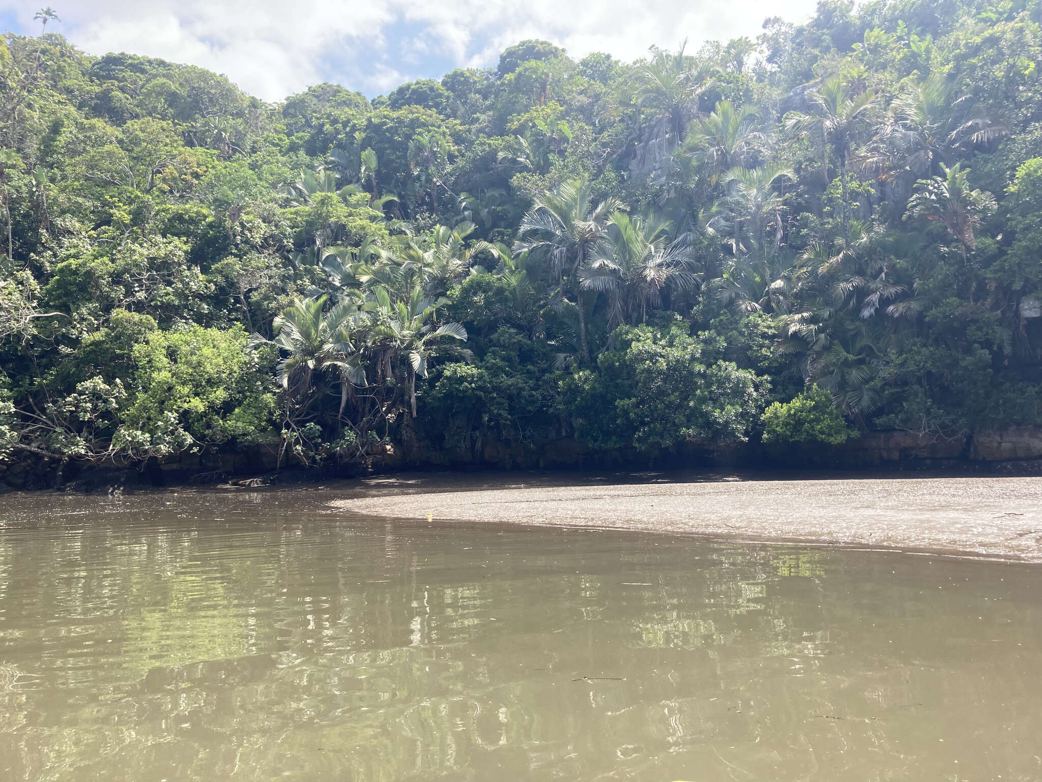 Image de Jubaeopsis caffra Becc.