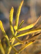 Image of Salvia scabiosifolia Lam.