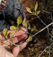 Forestiera pubescens var. parvifolia (A. Gray) G. L. Nesom resmi