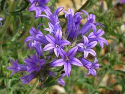 Imagem de Campanula lingulata Waldst. & Kit.