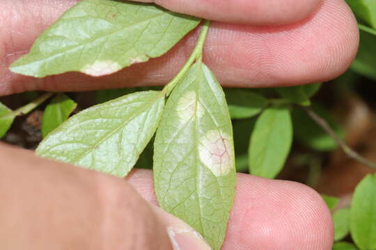 Exobasidium vaccinii (Fuckel) Woronin 1867 resmi