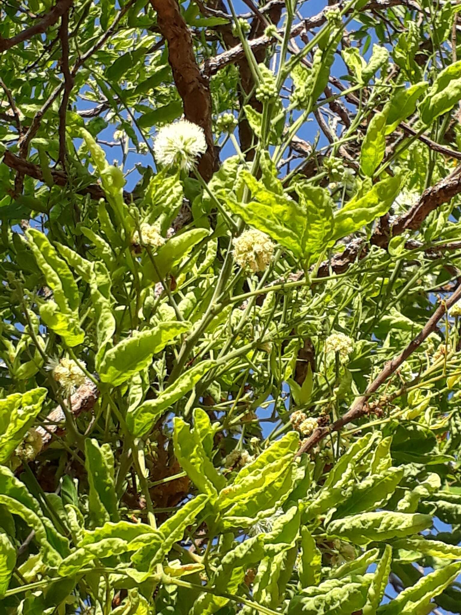 Imagem de Enterolobium gummiferum (Mart.) J. F. Macbr.